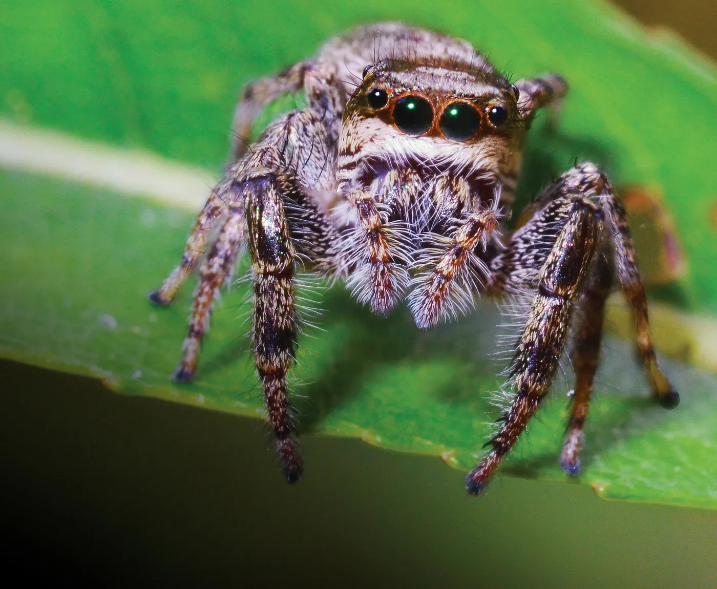 The Tennessee Conservationist • Jul/Aug 2020 • Jumping Spiders